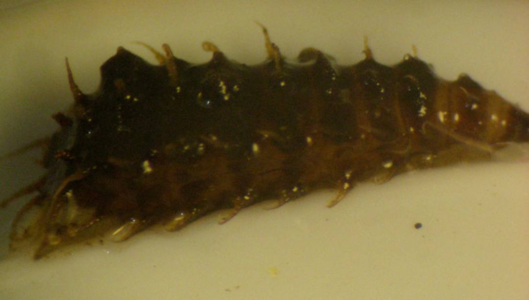 Larva di Fannidae